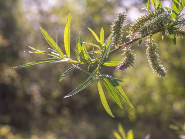 bahar ağacında yeni taze yapraklar