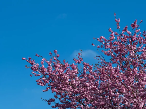 bahar ve mavi gökyüzü yeni pembe kiraz çiçekleri