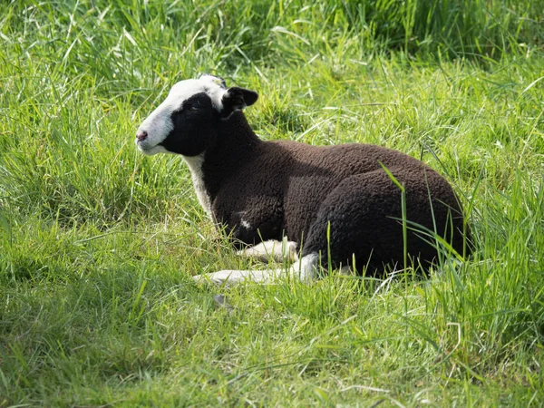 Güneşli Bir Günde Çimlere Yatan Genç Kahverengi Beyaz Koyun — Stok fotoğraf