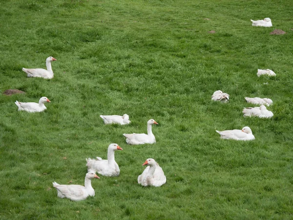 bulutlu bir günde yeşil çayır üzerinde yalan beyaz kaz
