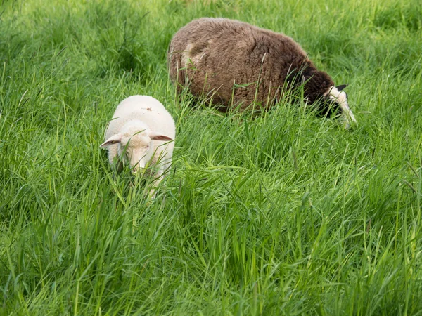 Uno Marrón Una Oveja Blanca Joven Comiendo Hierba Prado Verde — Foto de Stock