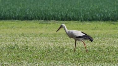 Ses olmadan bir çayır üzerinde leylek gider