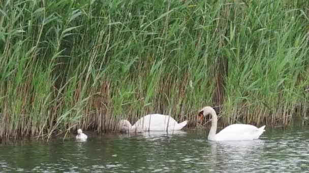 Cygnets Och Svanar Söker Mat — Stockvideo