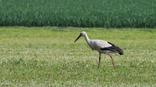 Stork Går Över Äng Utan Ljud — Stockvideo