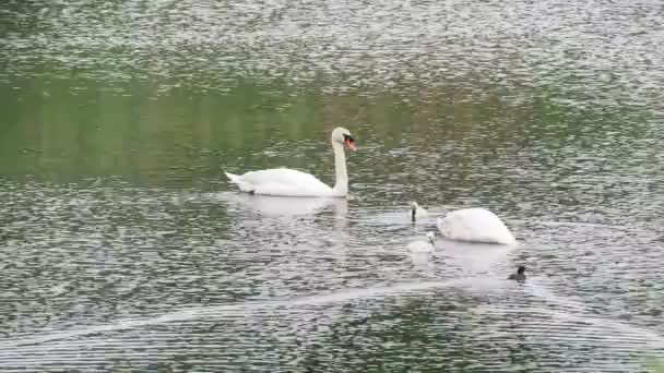 Cygnets Cisnes Nadando Lago — Vídeo de Stock