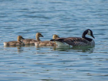 Kanada ile üç kuşlar ilkbaharda bir gölde yüzmeye kaz