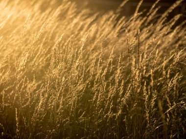 Gün batımı, vintage bir görünüm, doğrudan güneş ışığı altında Kuru ot