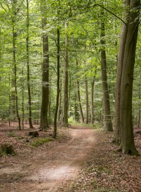 bahar ve güneş ışınları beechwood ormanda yol