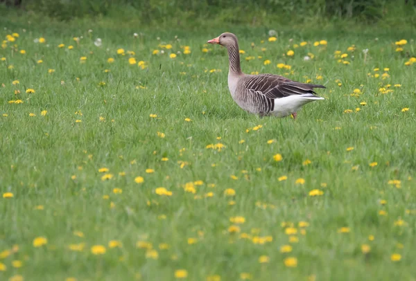 gray goose goes over a green meadow with yellow flowers