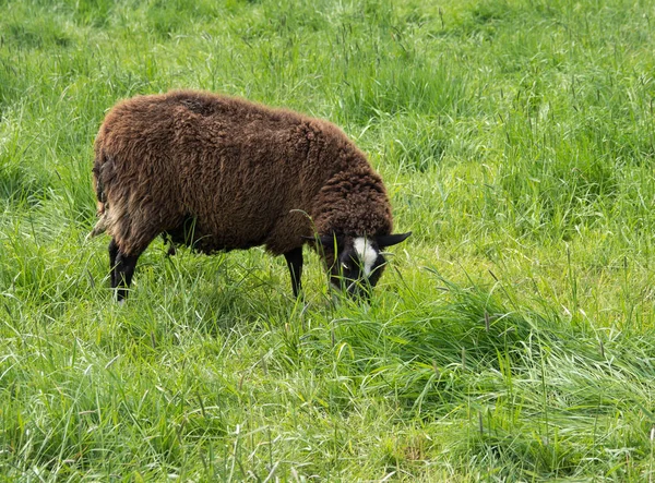 Mouton Brun Mange Herbe Sur Une Prairie Verte — Photo