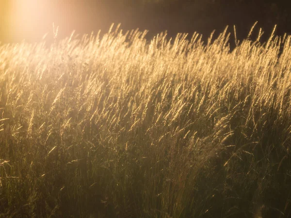 Gün batımı, vintage bir görünüm, doğrudan güneş ışığı altında Kuru ot