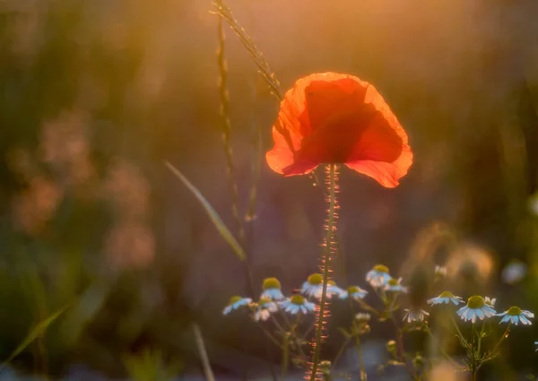 Gün batımı, bulanık arka planda haşhaş kırmızı ışıklar