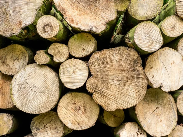 Yığılmış ağaç gövdeleri ormandaki yakın çekim