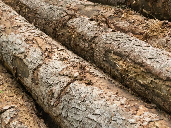 Kesilen ağaç gövdeleri ormandaki çapraz görünüm