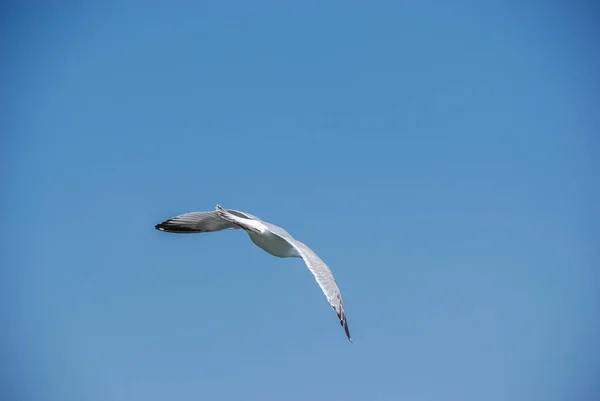 Uçan Martı ve parlak mavi gökyüzü