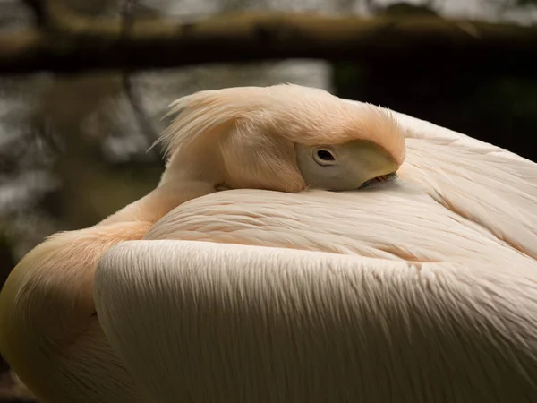 Uyuyan Pelikan yakın çekim