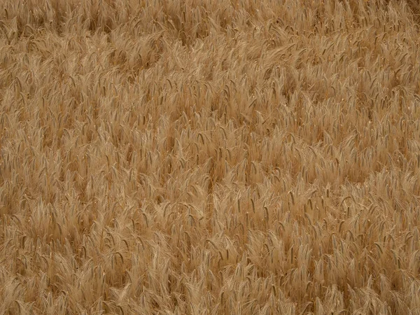 Campo Orzo Una Calda Giornata Estiva Pomeriggio — Foto Stock