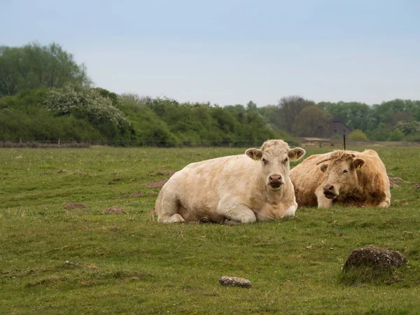 Bruin Koeien Liggend Een Groene Weide Een Bewolkte Dag Stockafbeelding