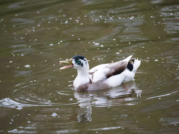 Zeer Luid Zwemmen Mallard Kwakzalvers Rechtenvrije Stockafbeeldingen