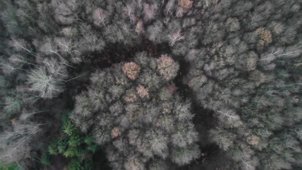 Bosque Otoñal Desde Vista Pájaro Acercar — Vídeos de Stock