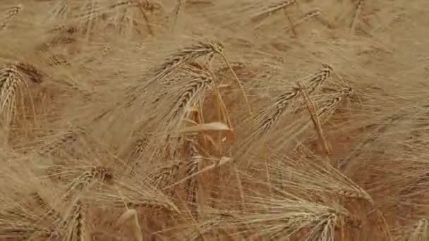 Barley Moves Wind Close — Stock Video