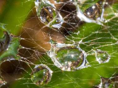 Su damlaları bir örümcek ağı içinde makro