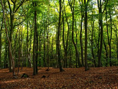 Kasım ayında güneşli bir sonbahar gününde Beechwood orman