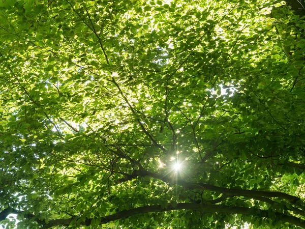 Güneş ışınları yaz aylarında dalları bir kayın ağacı üzerinden parlıyor