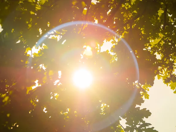 büyük Mercek Parlaması, Güneş bir yaprak ağaç dalları ile parlar.