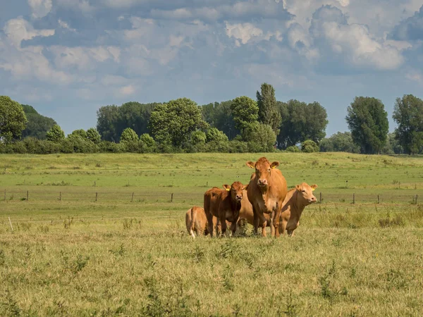 Par Vacas Paran Prado Árboles Fondo — Foto de Stock