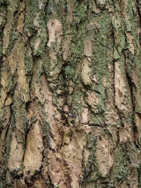 Ormanın içinde iğne yapraklı bir kabuk yakın çekim