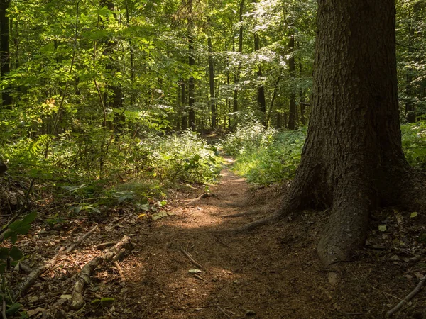 Işığa büyük ağaç ön planda ormandaki dar yol açar
