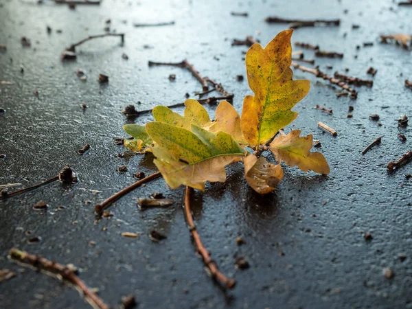 Sonbahar sokaklarda yağmur sonrası Ekim ayında yalan bir meşe ağacının yaprakları