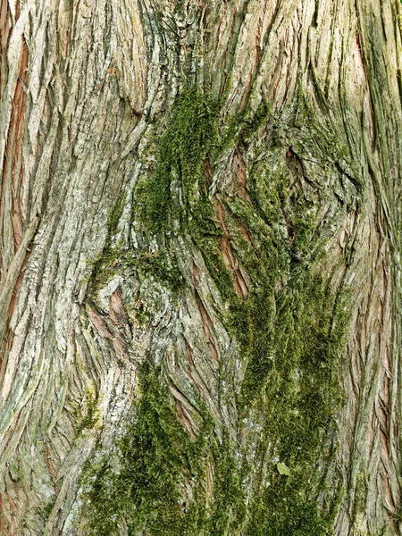 Yosunlu bir tropikal yaprak döken ağaç kabuğu yakın çekim