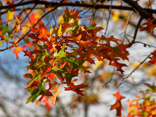 bir ağaç ve mavi gökyüzü güneşli bir günde çok renkli sonbahar yaprakları