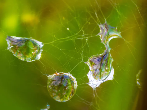 Waterdruppels Een Spinnenweb Wazig Groene Achtergrond Macro Rechtenvrije Stockfoto's