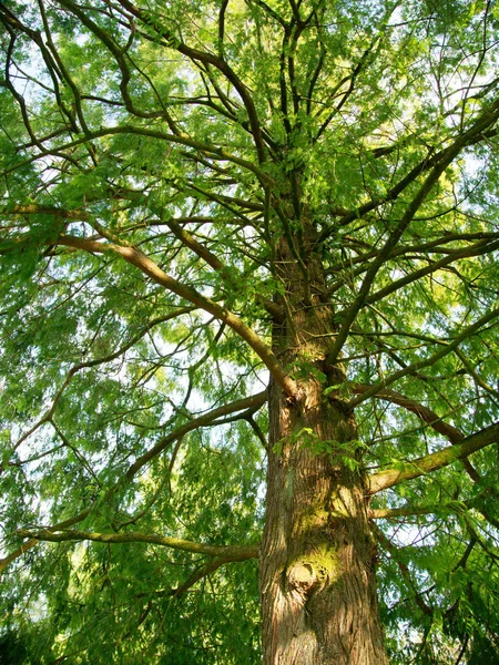 Oude Blad Boom Het Park Een Zonnige Dag Rechtenvrije Stockfoto's