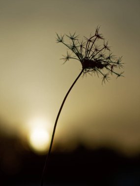 gün batımında, eski bir fabrikada silüeti bulanık arka plan ile yakın