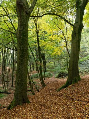 Güneş lekeleri ve düşünce kayın ağaçlarının yapraklarından Kasım ayında parlayan yapraklara