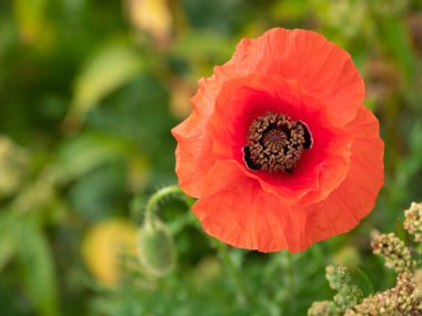 Kırmızı gelincik yukarıdan yaz sonunda vahşi bir çayırda görüntülemek