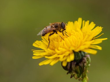 Arı nektarı bir karahindiba dan berbat, bulanık arka, kapatmak