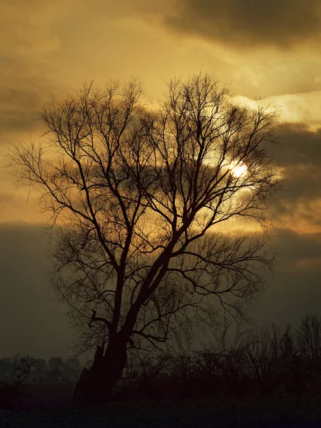 Yalnız ağaç kış ve altın gün batımından bulutlara