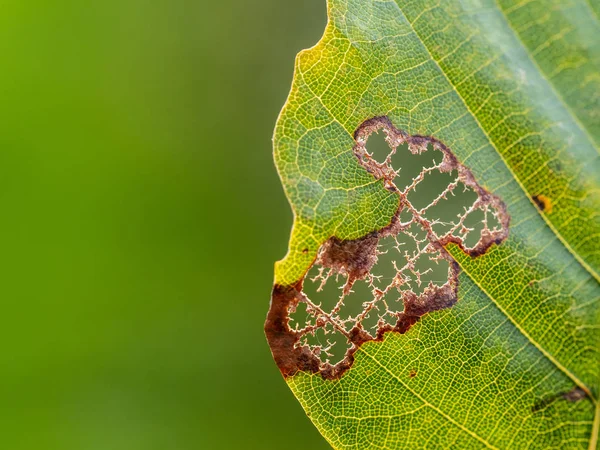 Bir tırtıl ve bulanık yeşil arka tarafından yenmekten yaprak yeşil