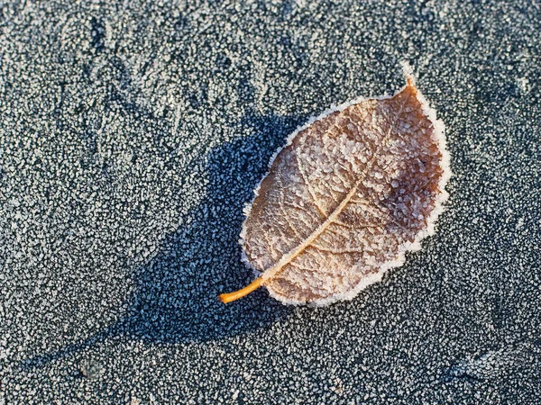 Frozen Leaf Frozen Ground — Stock Photo, Image