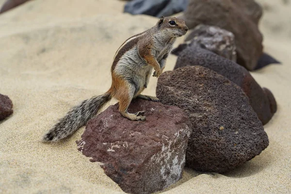 Atlas sincap sahilde bir lav taş üzerinde duruyor