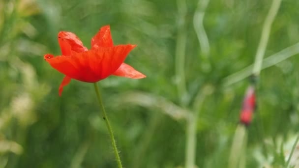 le pavot rouge se déplace avec le vent, fond flou 