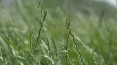  çim hareket yakın çekim