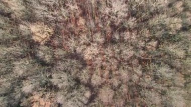 güneşli ve rüzgarlı bir kış gününde Treetops üzerinde bir drone ile uçuş