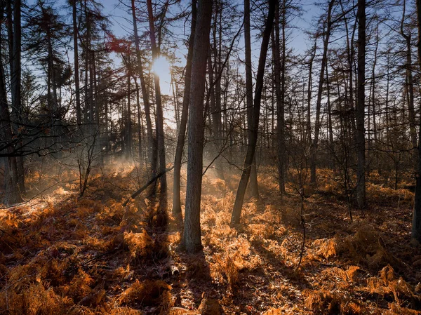 Сонце Світить Злегка Туманному Лісі Холодний Зимовий День — стокове фото