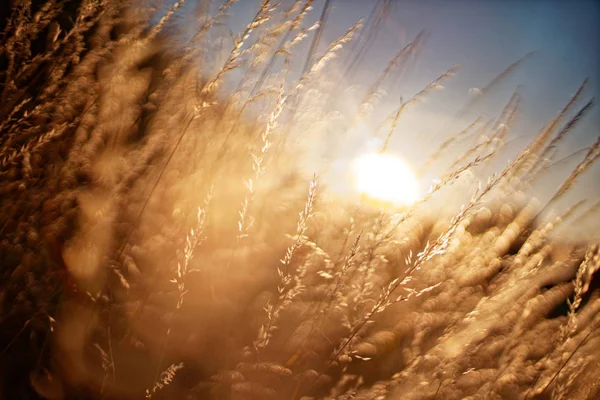 sıcak bir yaz akşamı gün batımında kuru çim